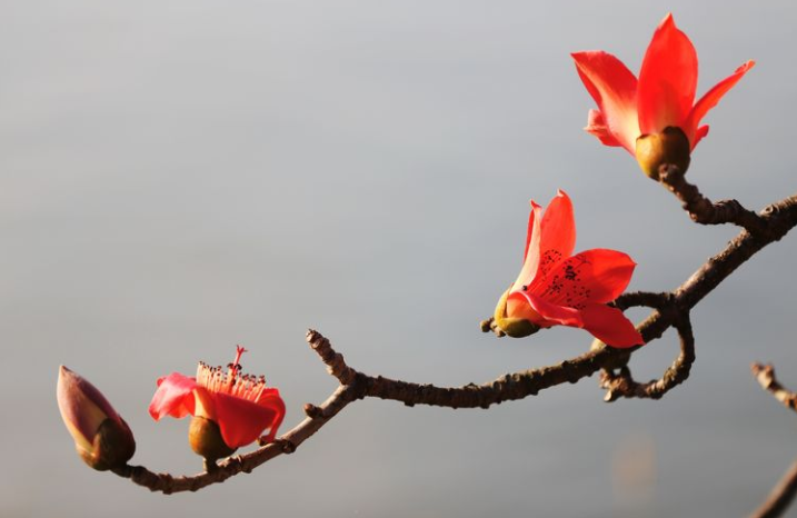 1652321926980725.png 37.png